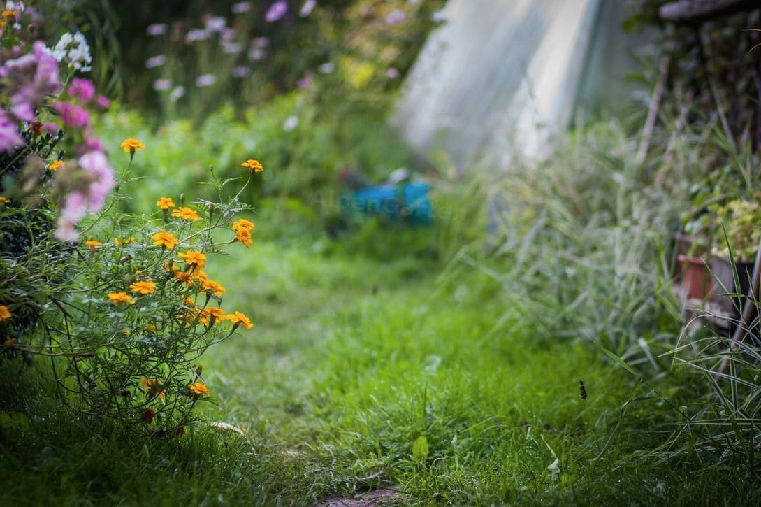 Naturnahe Beete für kleine Gärten